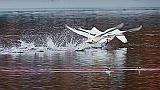Swans Taking Flight_28726